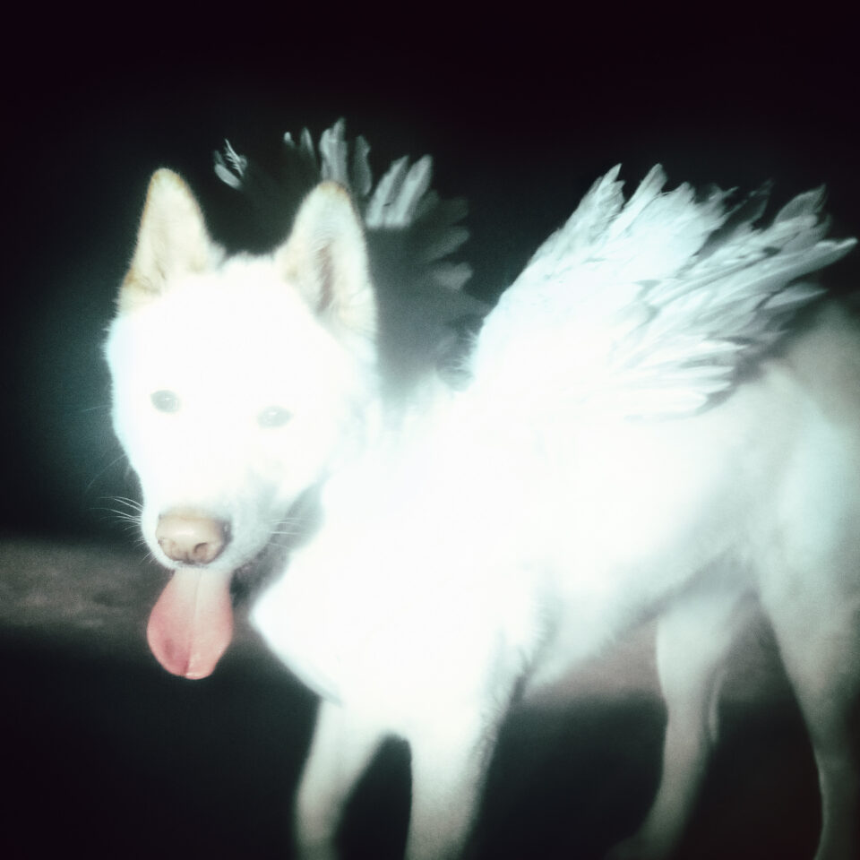 fatdog